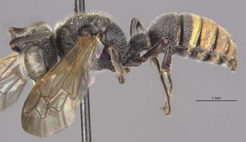 Media type: image;   Entomology 27620 Aspect: habitus lateral view